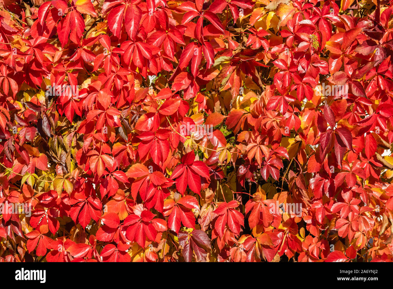 Herbst multicolor Wild Grape Muster Hintergrund Stockfoto