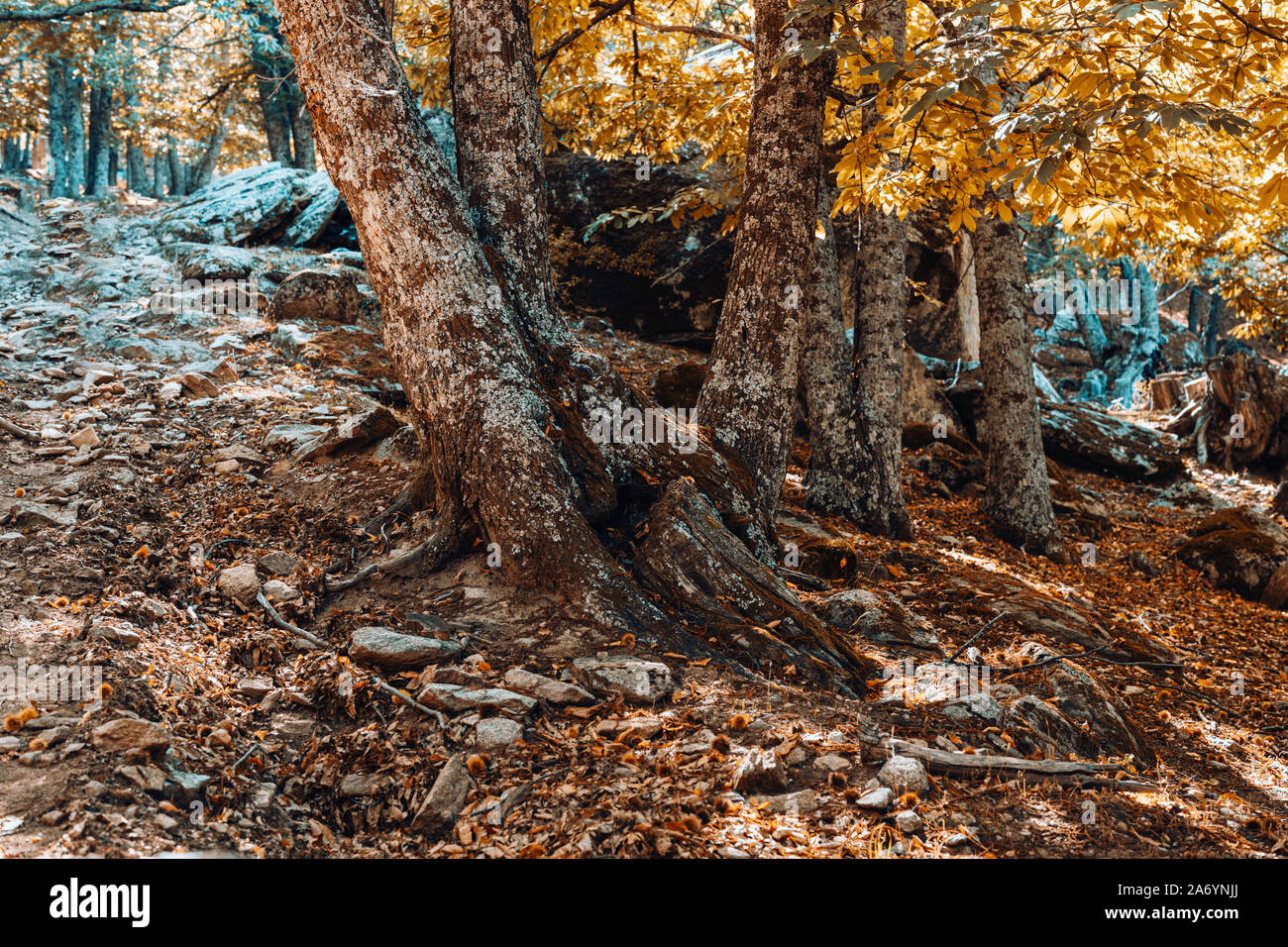 Herbst Kastanienwald in Spanien mit warmen Farben Stockfoto