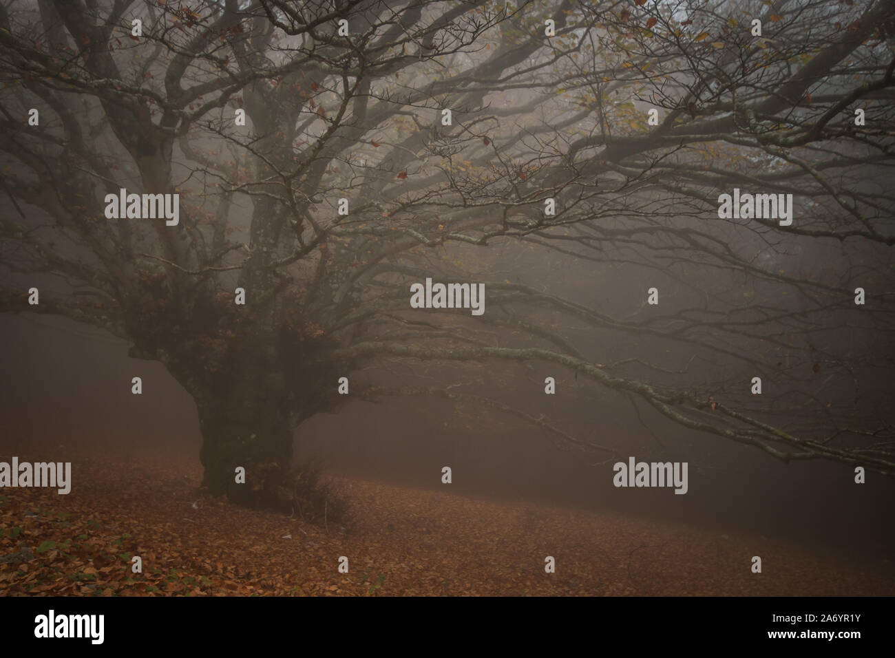 Typische Herbst Landschaft mit riesigen Buche Baum im Nebel Stockfoto