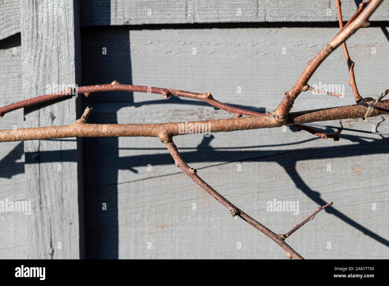 Niederlassung von Actinidia arguta Issai (Hardy Kiwi) gegen einen grauen Zaun. Stockfoto
