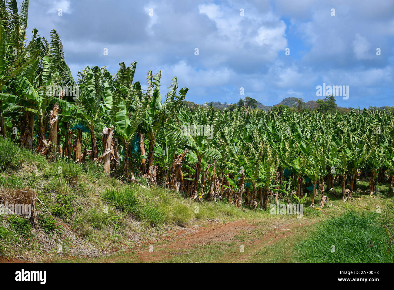 Martinique, Bananenplantagen in der Umgebung von Le Francois. Bananenplantagen, die Erzeugung von Bananen aus Martinique Stockfoto