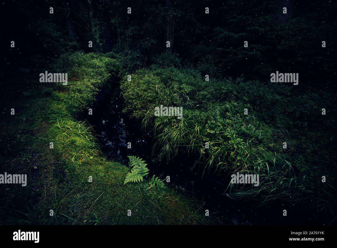 Mystischer Wald mit einem Graben Stockfoto