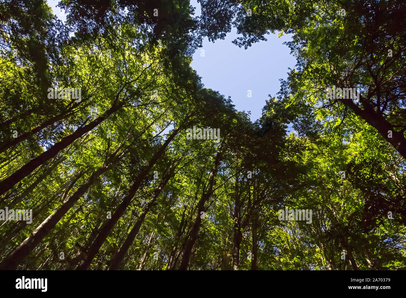 Wald mit Herz Blue Sky Stockfoto