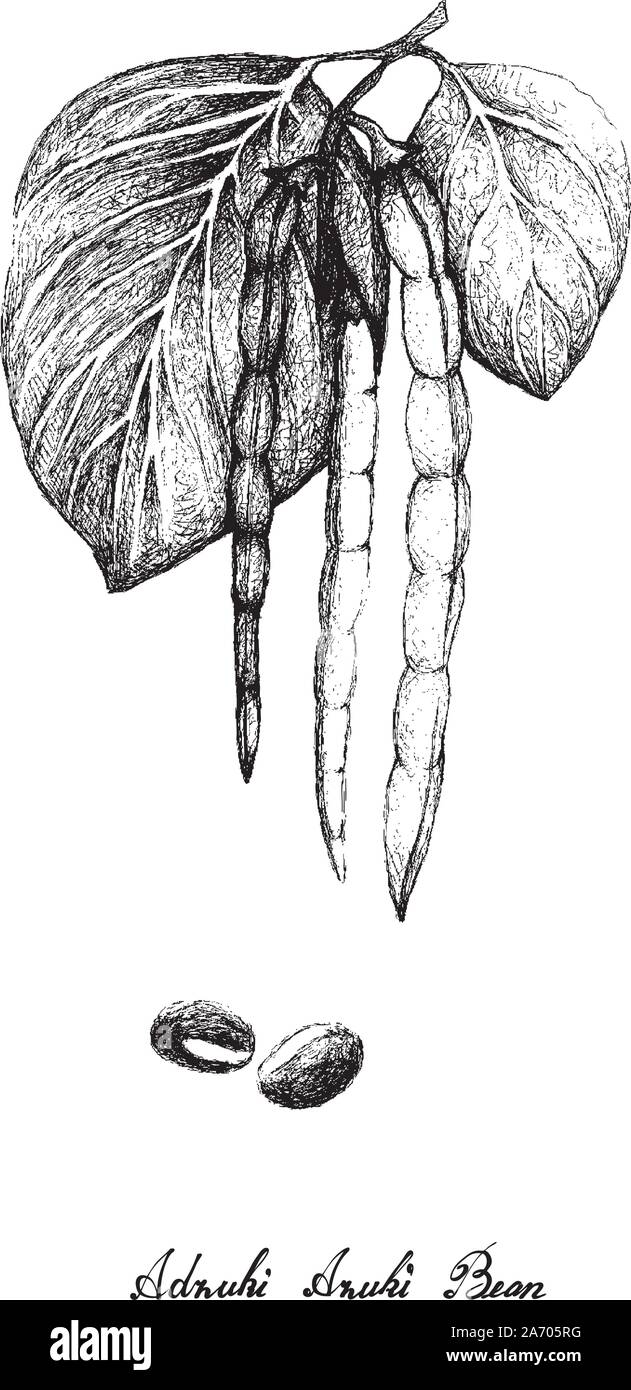 Abbildung: Handgezeichnete Skizze Adzuki Bean Pflanzen mit Hülsen auf weißem Hintergrund, eine gute Quelle für Ballaststoffe, Vitamine und Mineralien. Stock Vektor