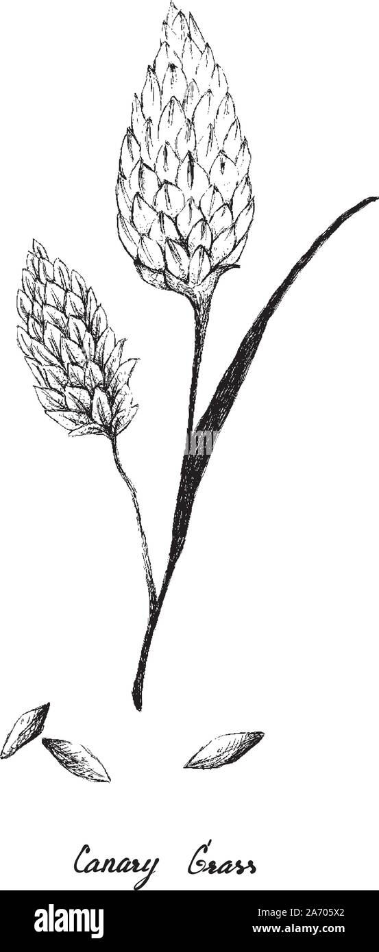 Abbildung: Handgezeichnete Skizze Bündel von Canary Gras oder Phalaris canariensis Anlage auf weißem Hintergrund. Stock Vektor