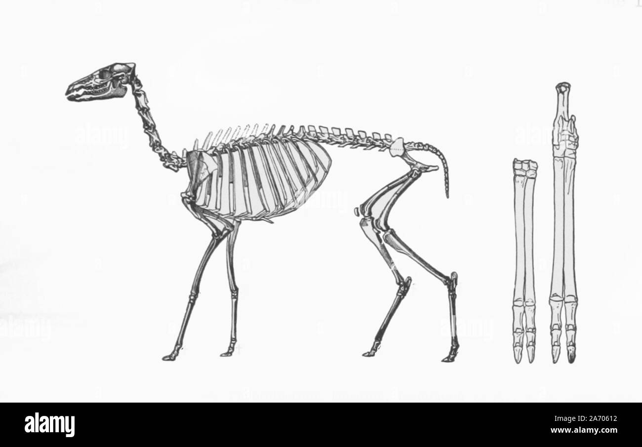 Jahrgang Illustration einer ausgestorbenen Tier Stockfoto