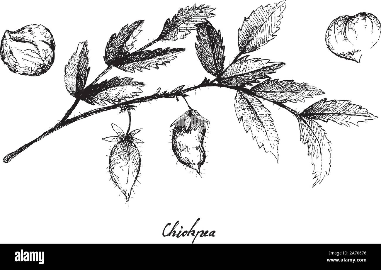 Gemüse- und Kräutergarten, Illustration von Hand gezeichnete Skizze frische junge kichererbsen Bohnen oder Kichererbsen Pods auf einem Baum, eine gute Quelle für Ballaststoffe, Vitamine A Stock Vektor