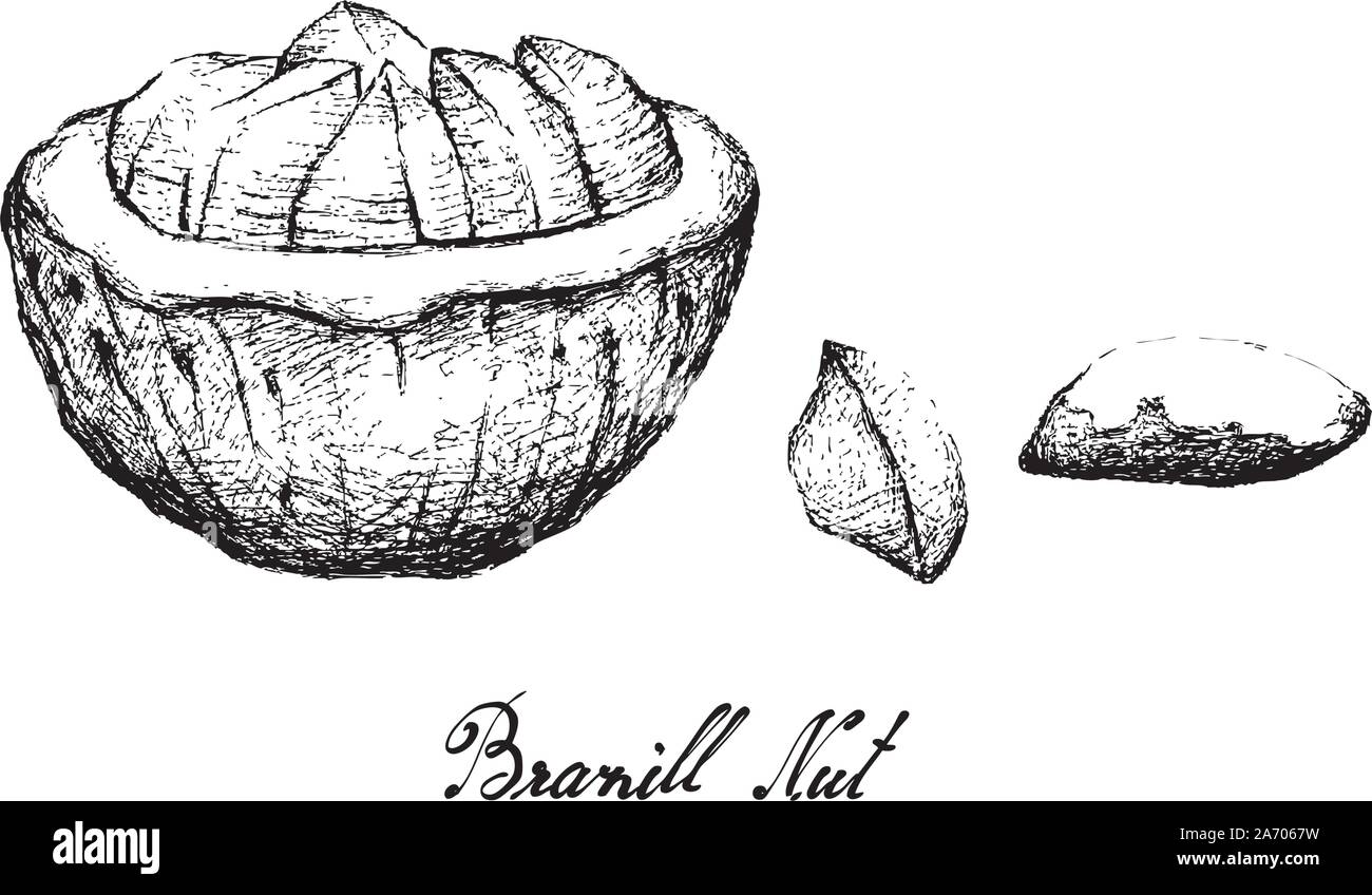 Abbildung: Handgezeichnete Skizze Brasilien Mutter oder Bertholletia Excelsa Früchte, gute Quelle für Ballaststoffe, Vitamine und Mineralien. Stock Vektor