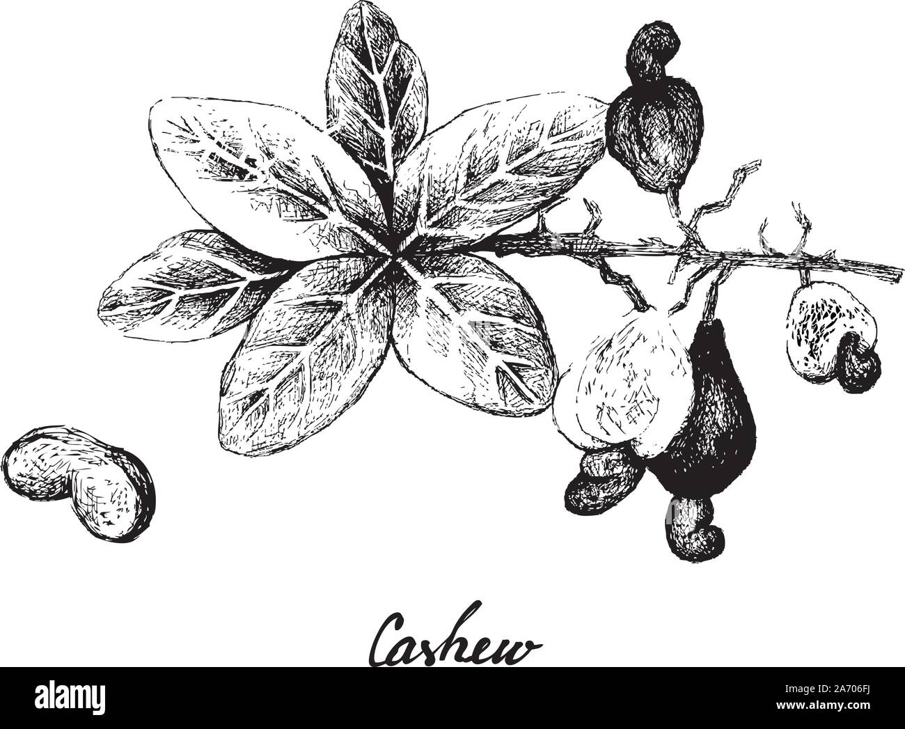 Abbildung: Handgezeichnete Skizze frische Cashew-nuss auf einem Zweig mit gerösteten Cashewkernen, gute Quelle für Ballaststoffe, Vitamine und Mineralien. Stock Vektor
