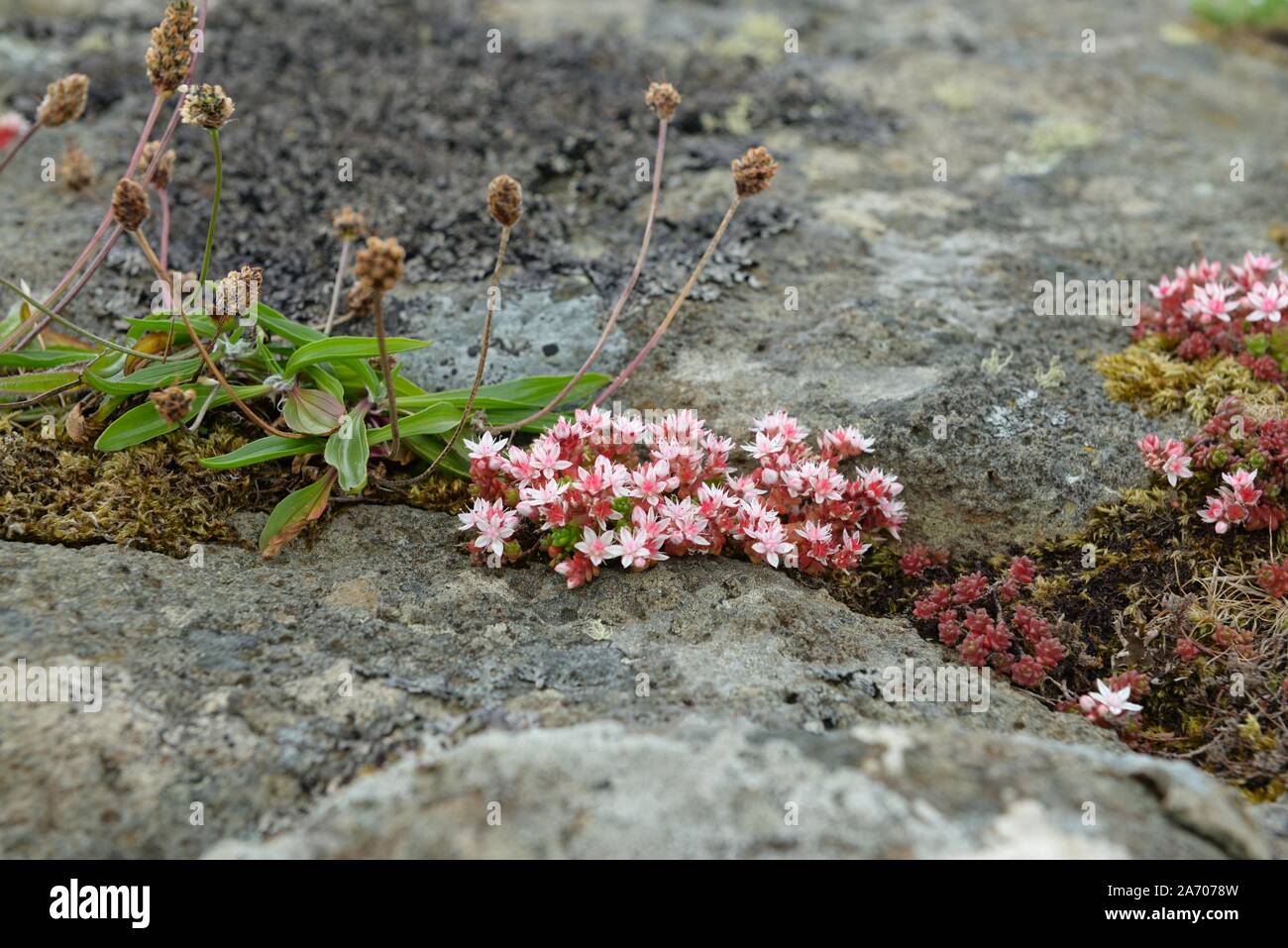 Die sternförmigen Blüten der Englischen Mauerpfeffer, Sedum Anglicum, der Familie der Crassulaceae, die Wild in Felsspalten und Steingärten in Großbritannien wachsen Stockfoto