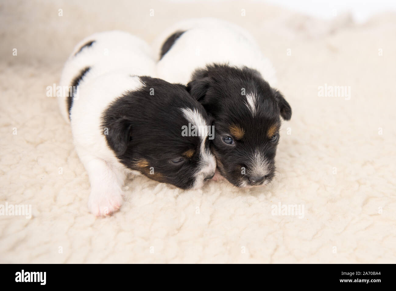 Kleine süße Jack Russell Welpen Hunde 14 Tage alt liegen Seite an Seite auf einer Decke vor weißem Hintergrund Stockfoto