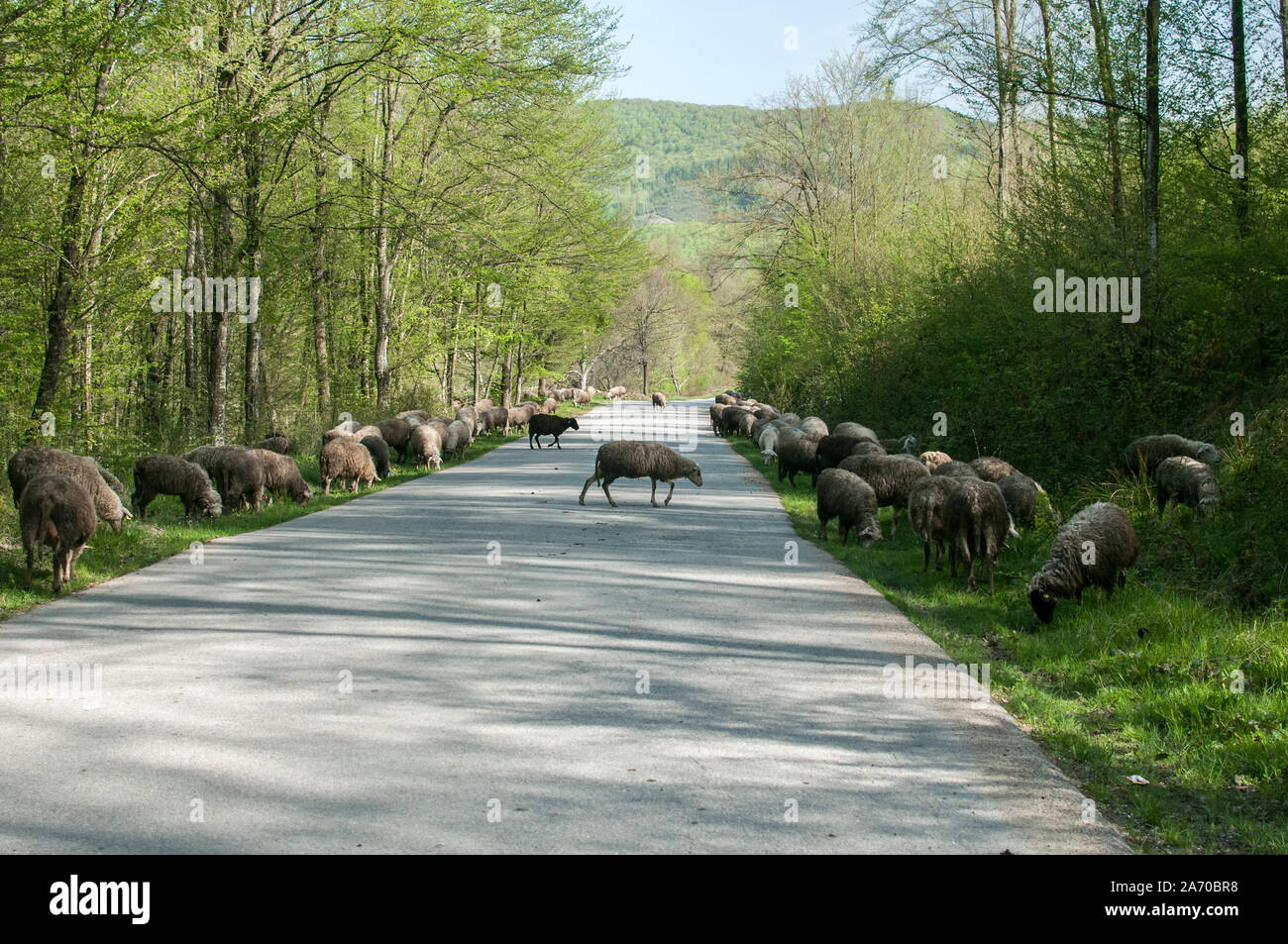 Schafherde über asphaltierte Landstraße Stockfoto