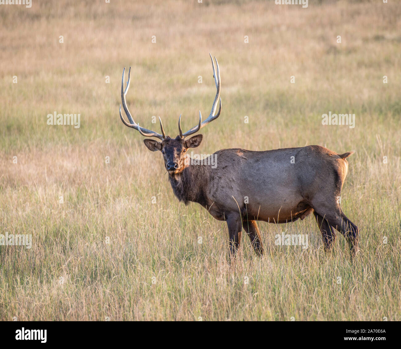 Elk Hunt Stockfoto