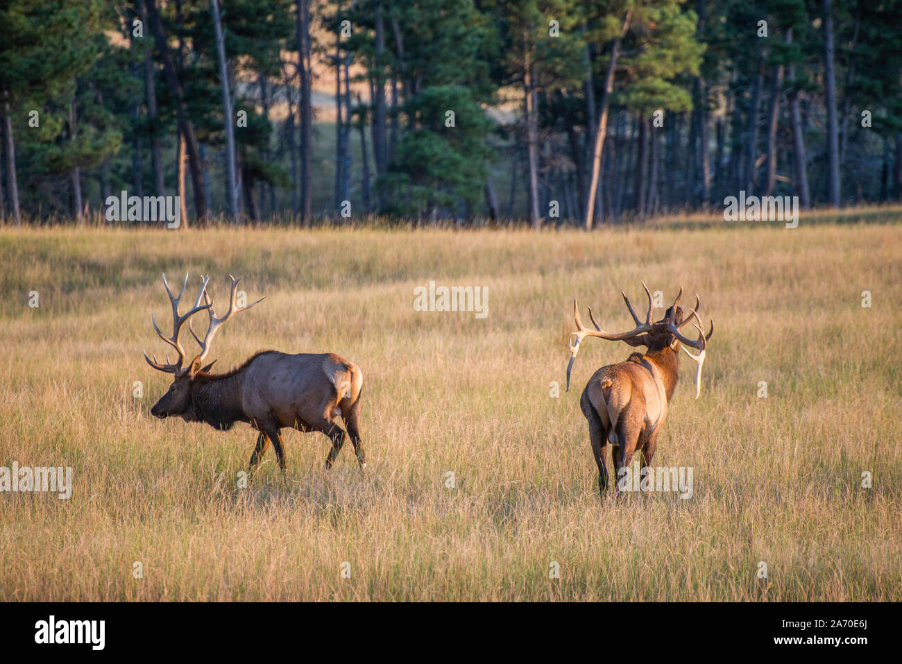 Elk Hunt Stockfoto