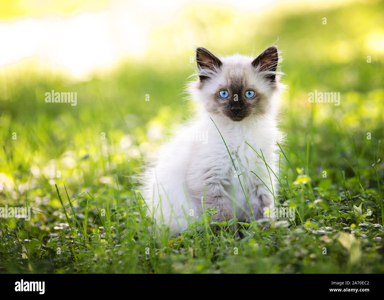 Schöne Seal Point Kitten im Gras Stockfoto