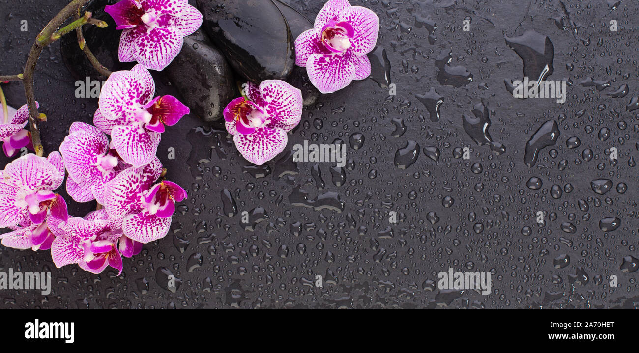 Zen Schönheit. Orchidee Blumen und Spa schwarze Steine, Ansicht von oben flach Hintergrund mit Kopie Raum legen Stockfoto