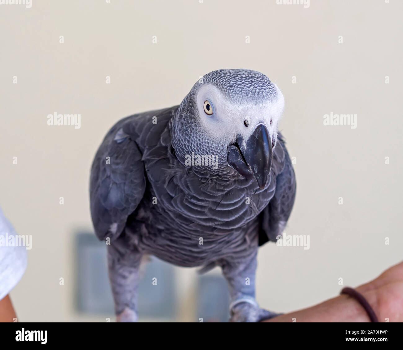 Graupapagei, Psittacus erithacus. Stockfoto