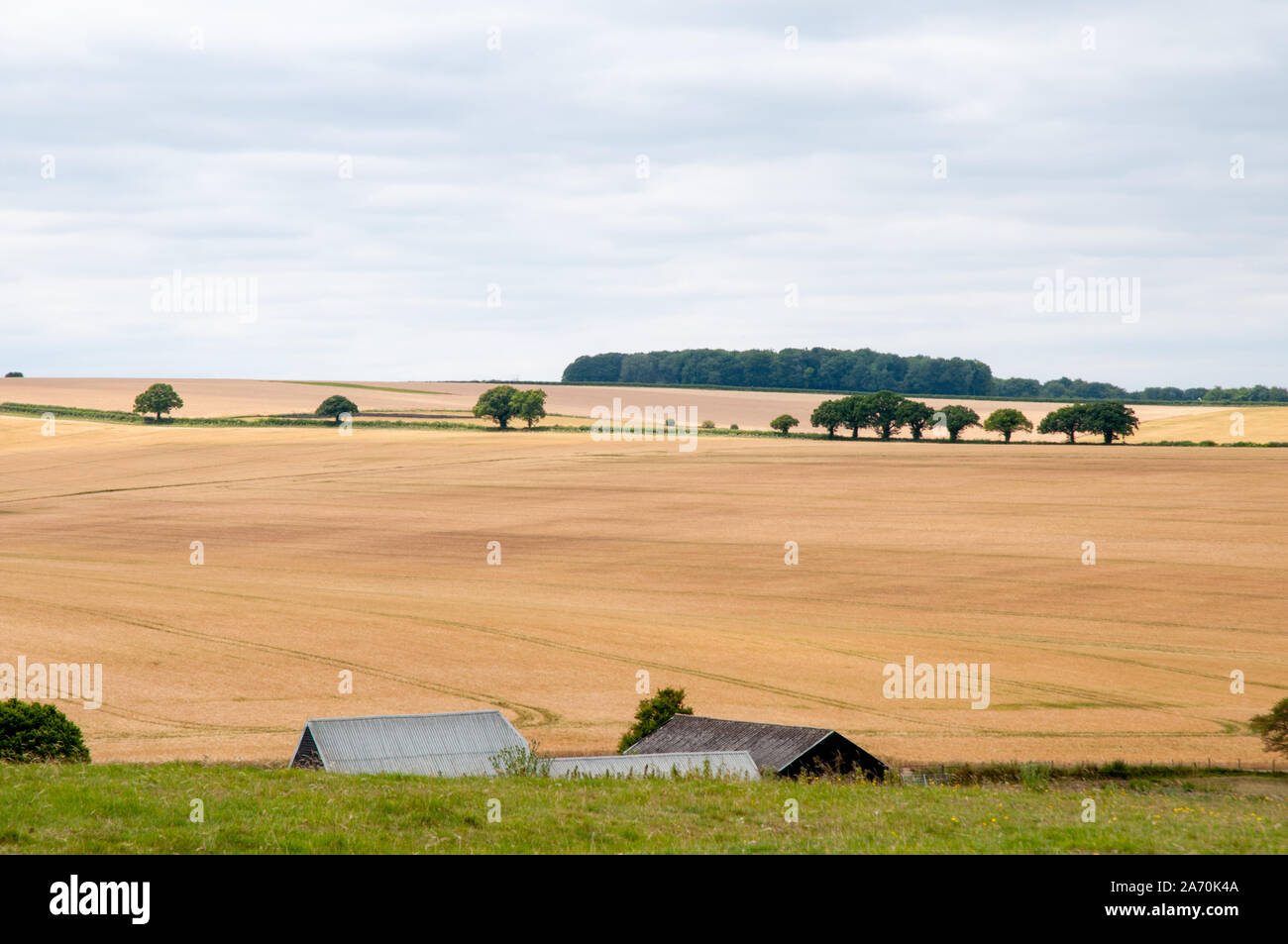 Ackerland mit weiten, offenen Raum und Getreidefelder aus South Downs Way in der Nähe von Winchester, Hampshire, England. Stockfoto Ackerland mit weiten, offenen Raum und Getreidefelder aus South Downs Way in der Nähe von Winchester, Hampshire, England. Stockfoto