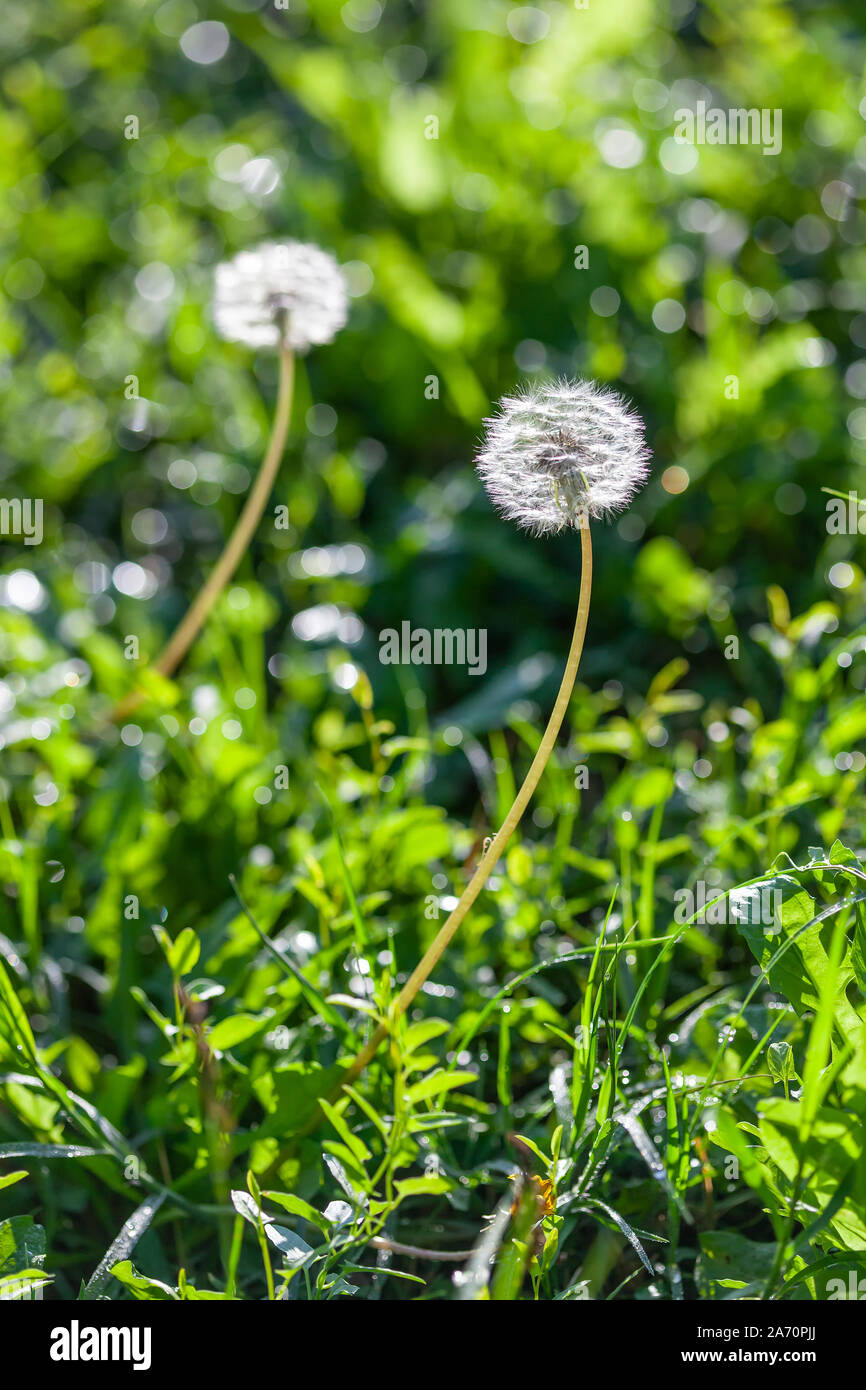 Flauschige Löwenzahn Blume mit reifen Samen in einer grünen Wiese als Hintergrund auf Sommer sonnigen Tag vertikale Ansicht Nahaufnahme Stockfoto