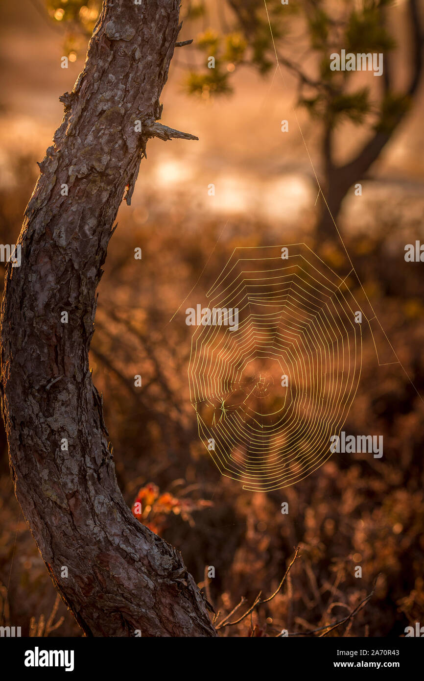 Spinnennetz in der Goldenen morgen Stockfoto