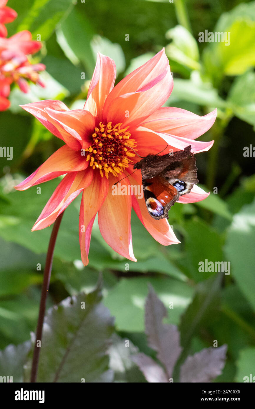 Pfauenschmetterling auf einer Dahlie - Dahlia Waltzing Matilda - UK Stockfoto