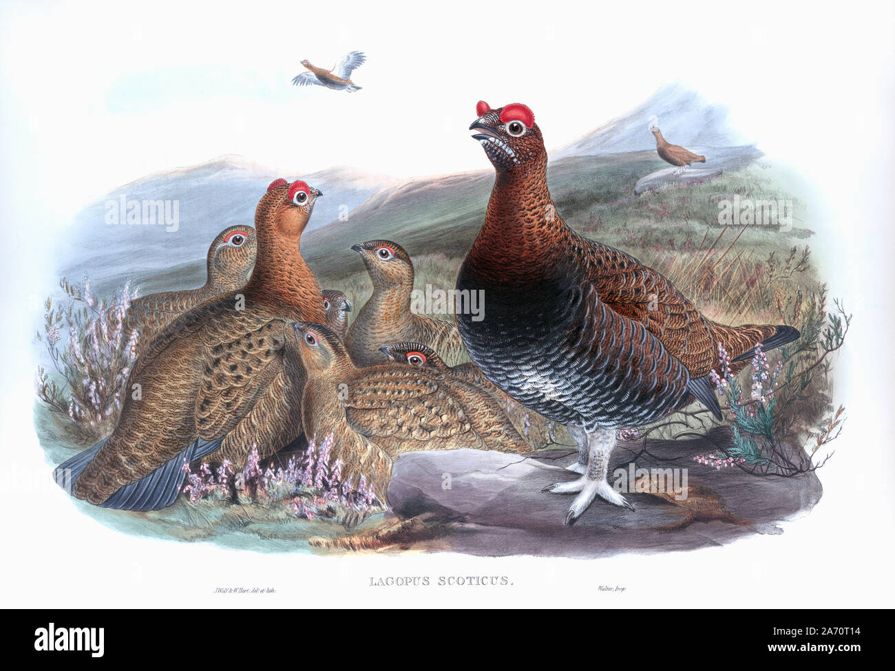 Red Grouse. Lagopus lagopus Scotica. Nach einer Arbeit von Englischen ornitholgist und Vogel Künstler John Gould, 1804 - 1881. Aus seinem Buch die Vögel Großbritanniens, veröffentlicht 1873. Stockfoto