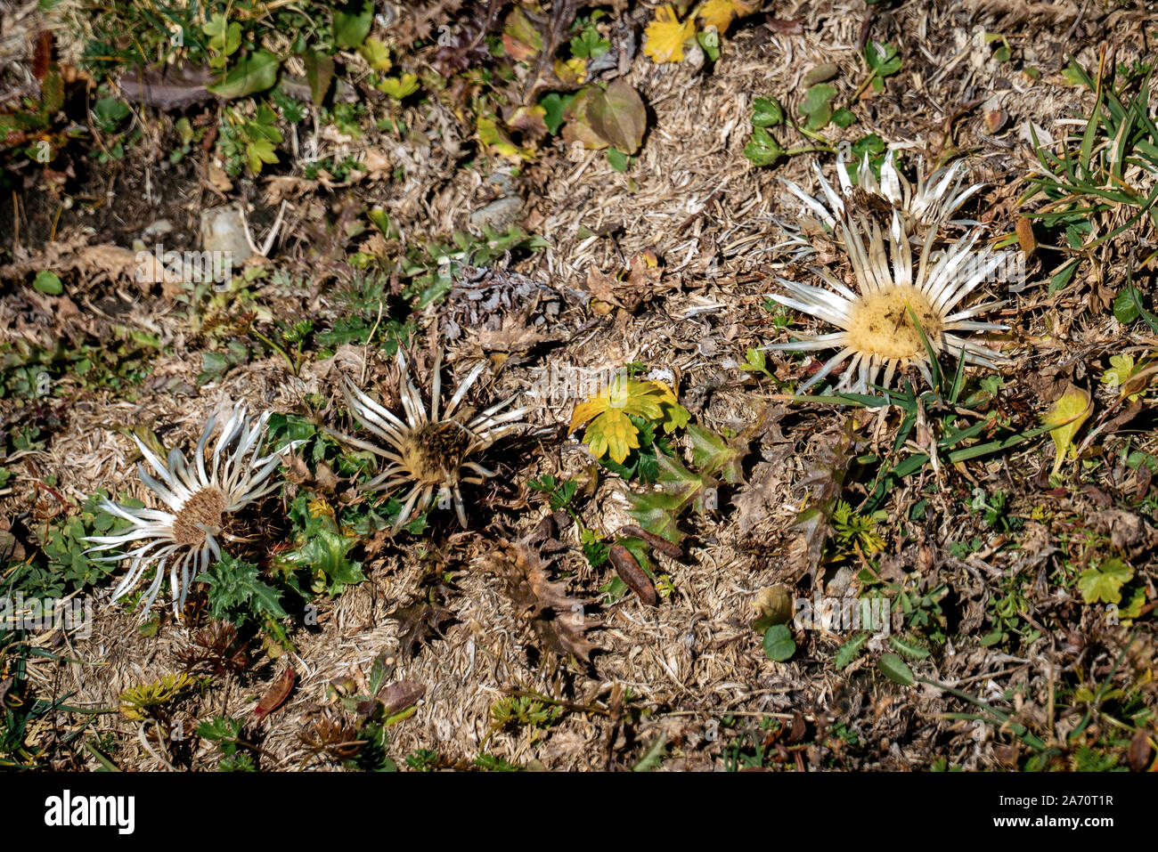 In der Nähe von mehrere weiße Carline Disteln (Carlina acaulis) blühen in den österreichischen Alpen im Herbst Stockfoto