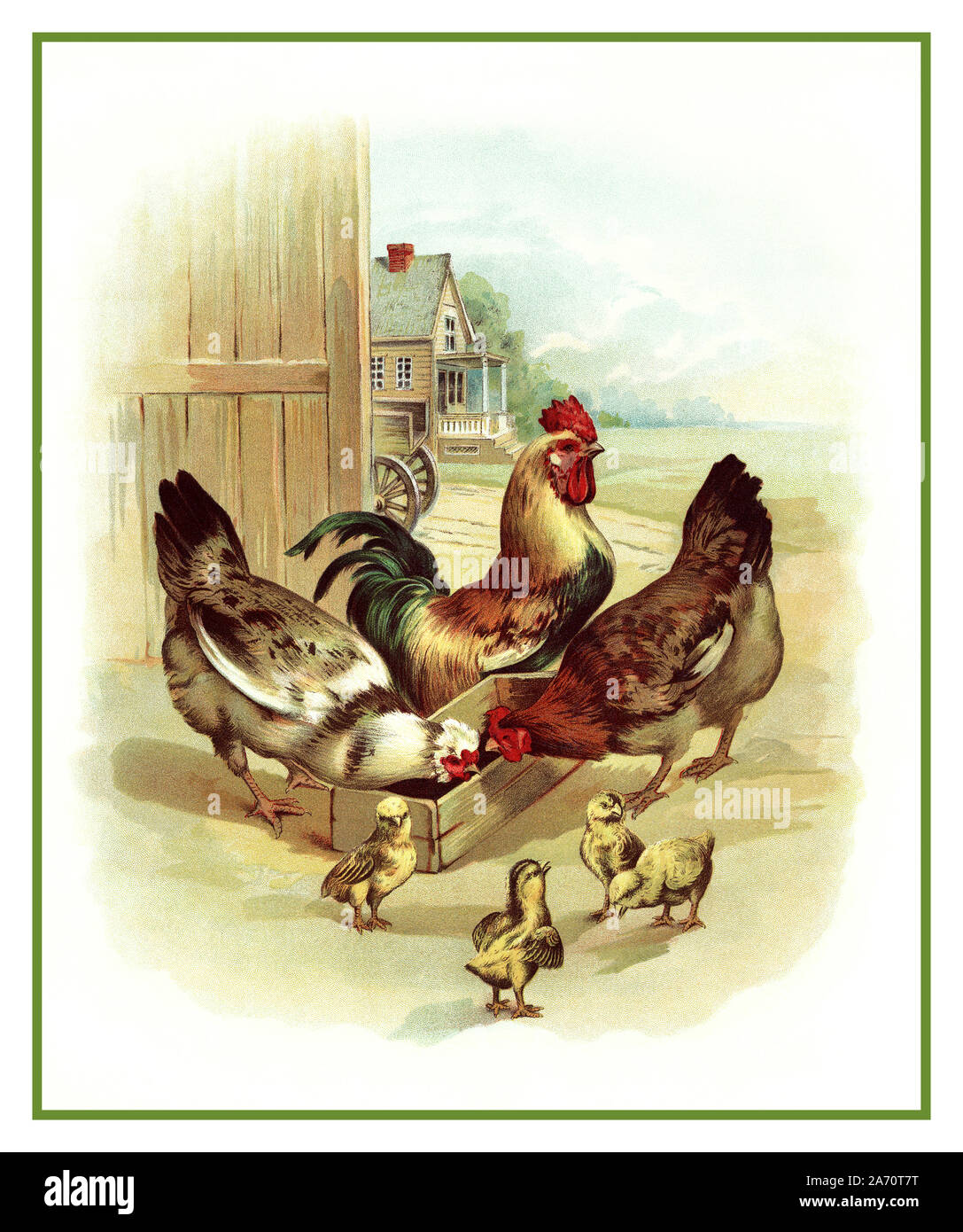 Jahrgang 1890 Organic Farm Seite Abbildung Bild von ein Hahn, zwei Hühner und vier Küken in einem Bauernhof auf dem Bauernhof. Die Hähnchen essen von einer hölzernen Fütterung, der Hahn ist stolz darauf, in den Hintergrund und die kleinen Küken aufgeworfen werden, stehen im Vordergrund um so süß. Kinder- Buch von Koerner & Hayes, 1896 Amerika USA Besuch auf dem Bauernhof. Stockfoto