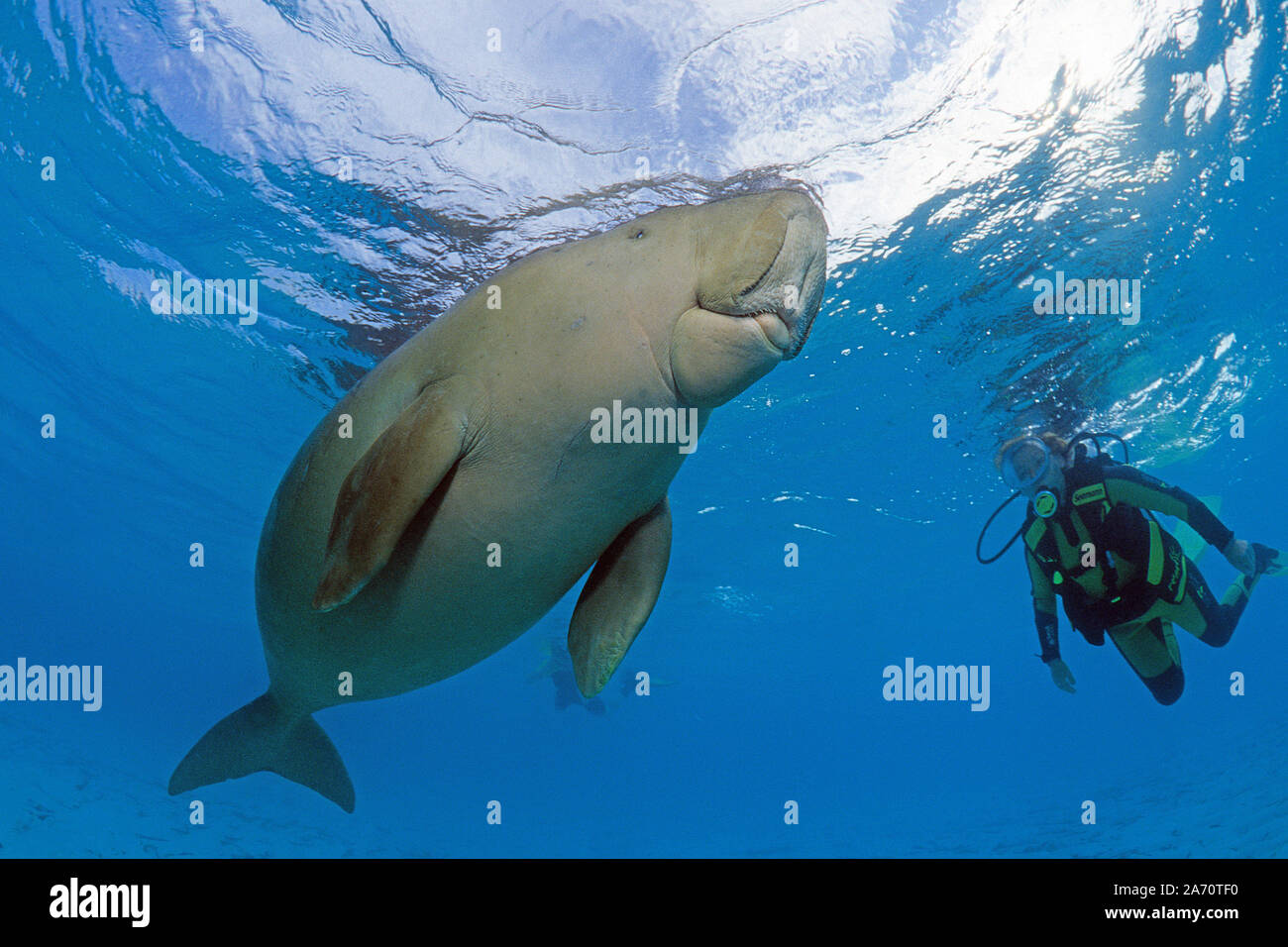 Scuba Diver mit Seekuh (Dugong dugon), Borneo, Malaysia Stockfoto