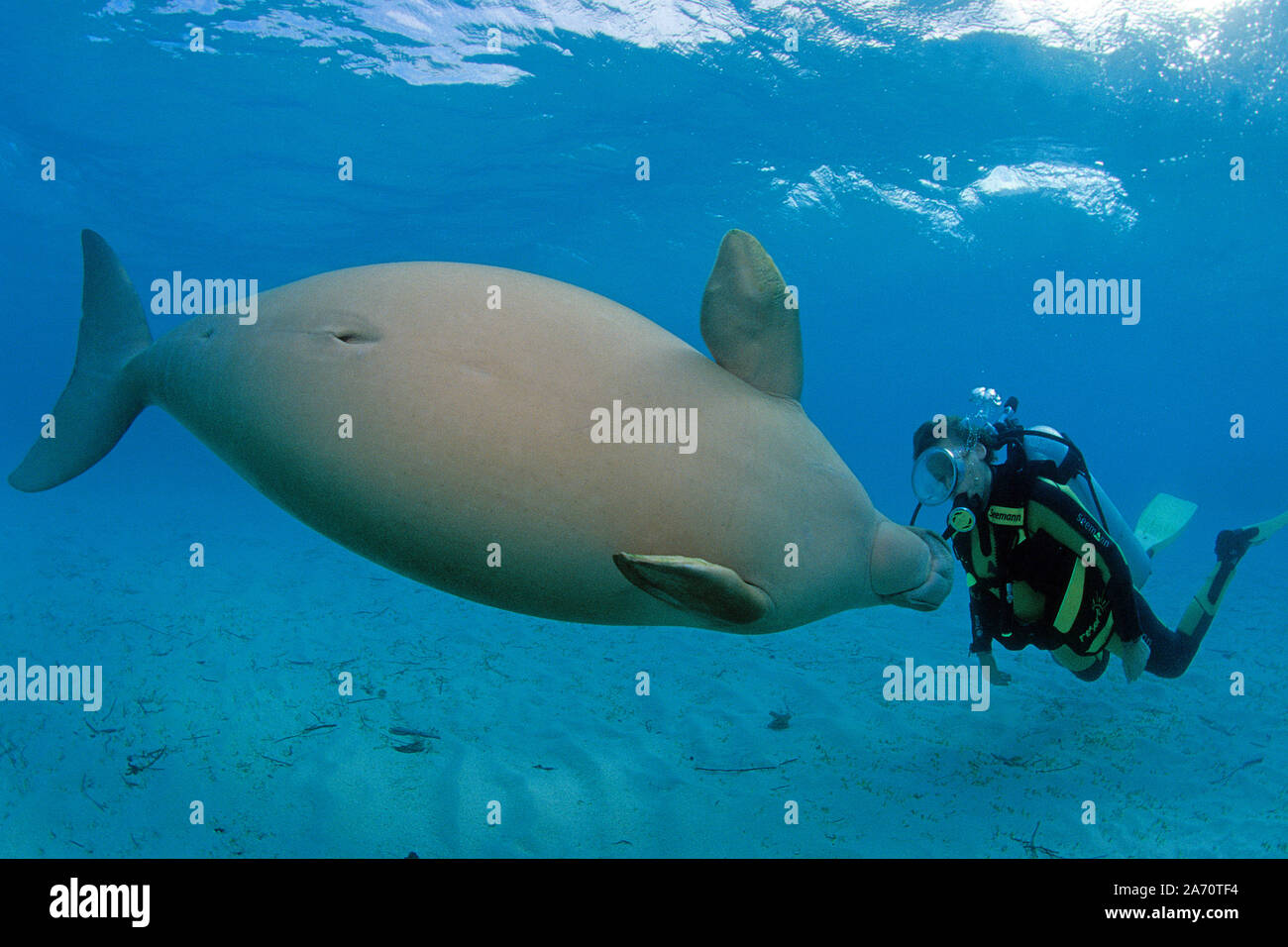 Scuba Diver mit Seekuh (Dugong dugon), Borneo, Malaysia Stockfoto
