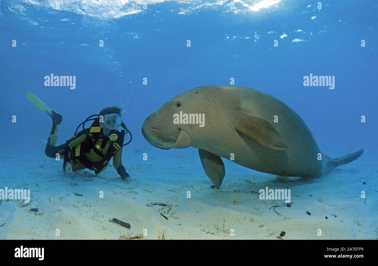 Taucher und Seekuh (Dugong dugon oder Gabelschwanzseekuh), Borneo, Malaysia | Scuba Diver mit Seekuh (Dugong dugon), Borneo, Malaysia Stockfoto