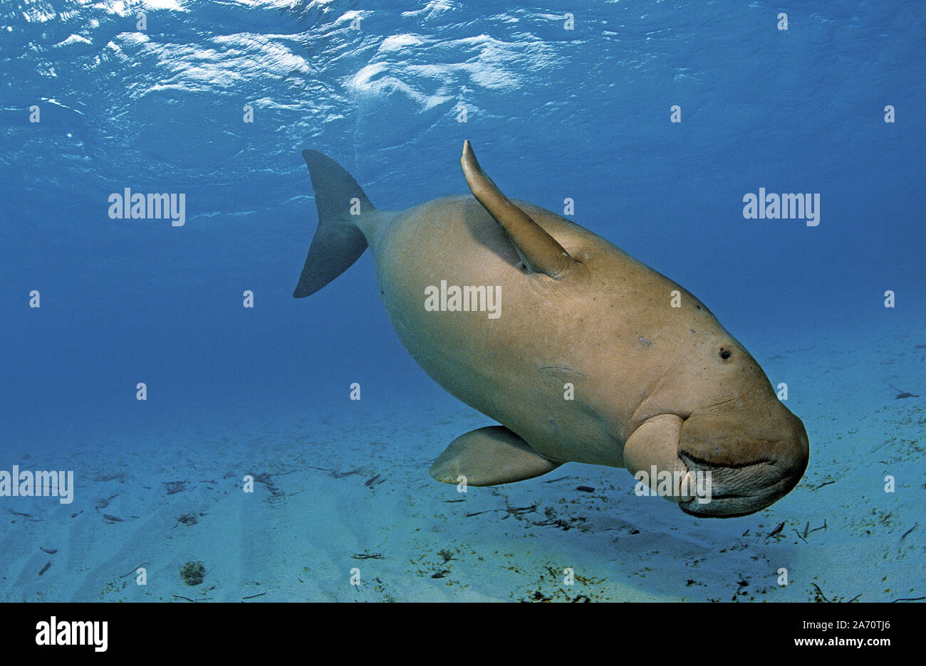 Seekuh (Dugong dugon), Borneo, Malaysia Stockfoto