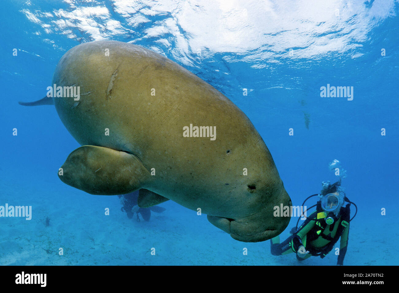 Scuba Diver mit Seekuh (Dugong dugon), Borneo, Malaysia Stockfoto