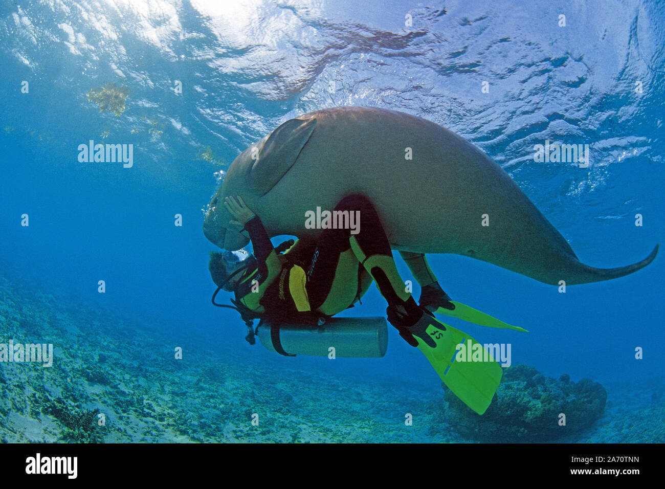 Taucher und verspielter Dugong, Gabelschwanzseekuh (Dugong dugon), Borneo, Malaysia | Scuba Diver mit Seekuh (Dugong dugon), zusammen zu spielen, Borneo Stockfoto
