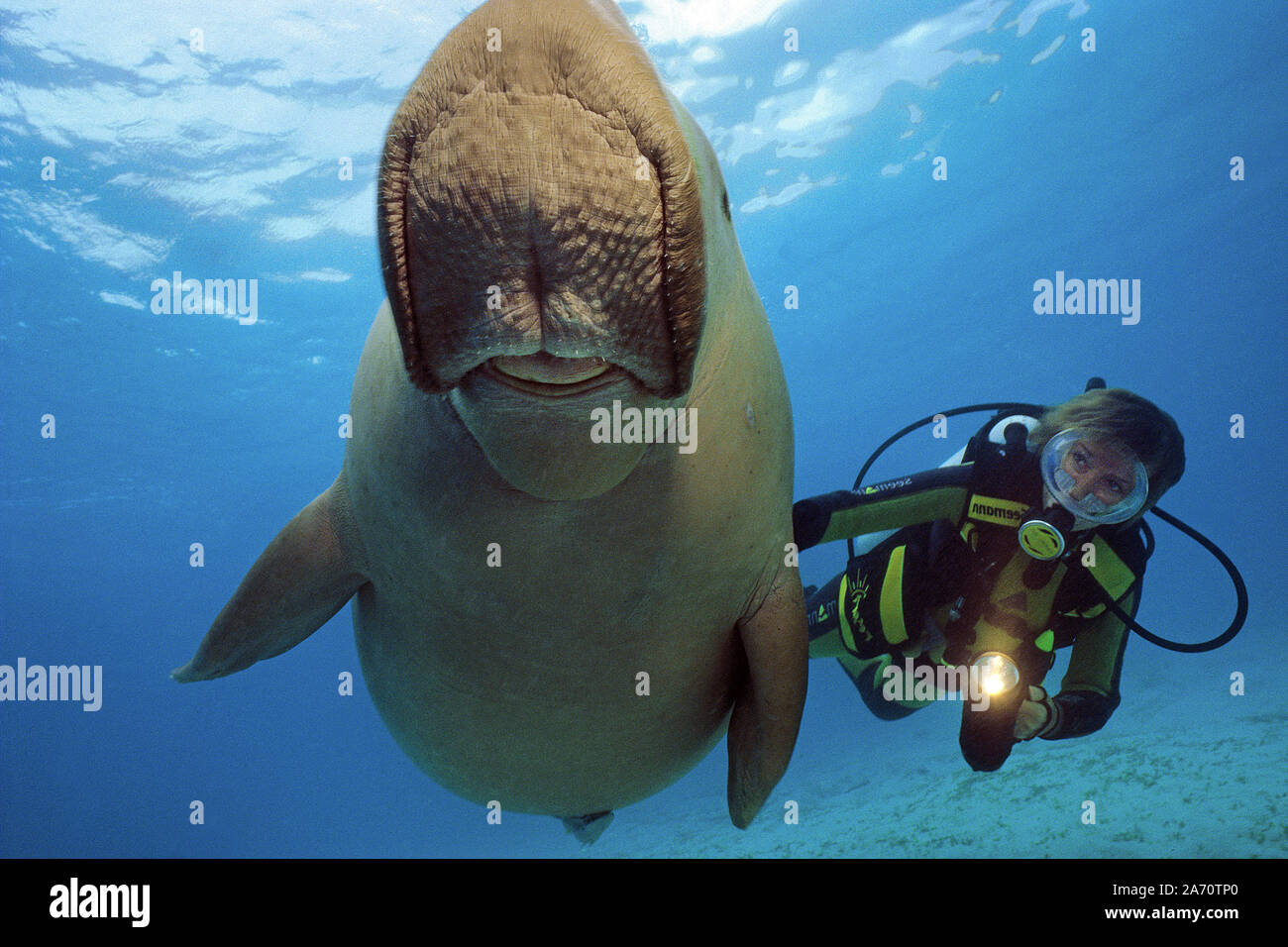 Scuba Diver mit Seekuh (Dugong dugon), Borneo, Malaysia Stockfoto