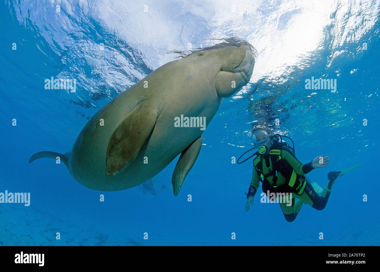 Scuba Diver mit Seekuh (Dugong dugon), Borneo, Malaysia Stockfoto