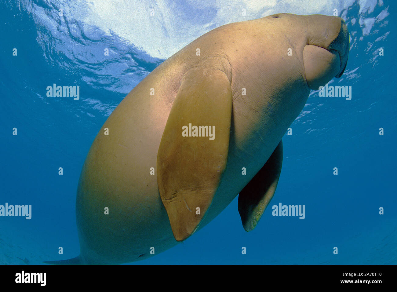 Seekuh (Dugong dugon), Borneo, Malaysia Stockfoto
