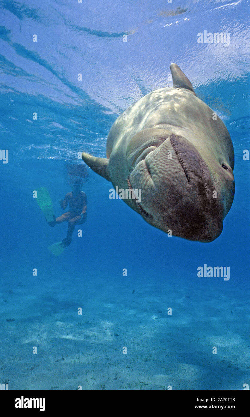 Seekuh (Dugong dugon), Borneo, Malaysia Stockfoto