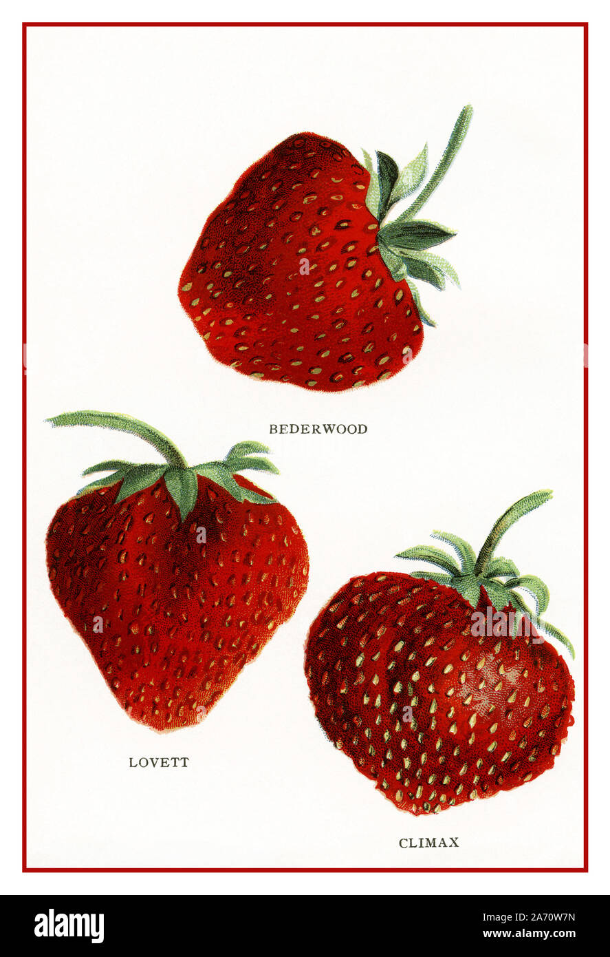 Jahrgang 1900 des historischen amerikanischen Erdbeeren Obst Abbildung: drei Sorten Erdbeere, BEDERWOOD, LOVETT, Höhepunkt, aus dem Biggle Berry Buch von Jakob Biggle, Amerika 1911. USA Stockfoto