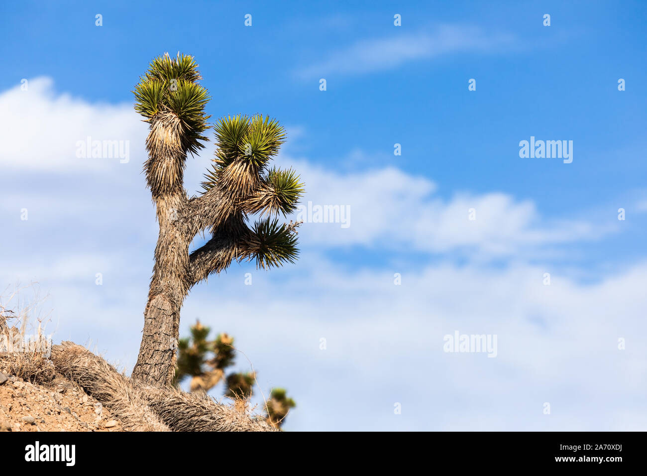 Ein Joshua-Baum (Yucca Brevifolia) mit blauem Himmel in der Mohave-Wüste Stockfoto