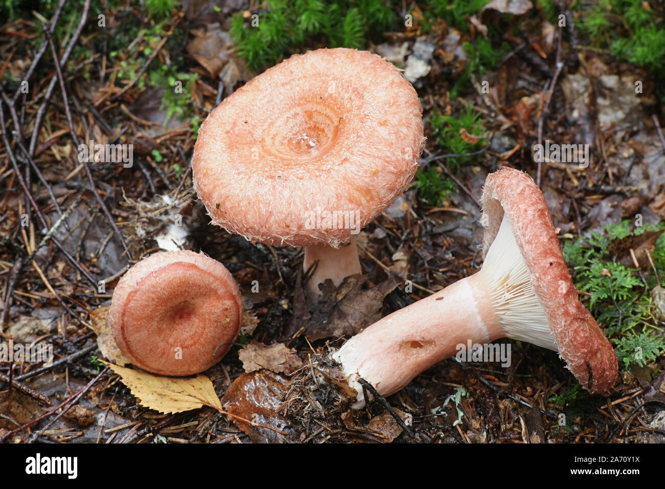 Lactarius torminosus, bekannt als das wollige milkcap oder die bärtigen milkcap, eine essbare wild mushroom aus Finnland Stockfoto