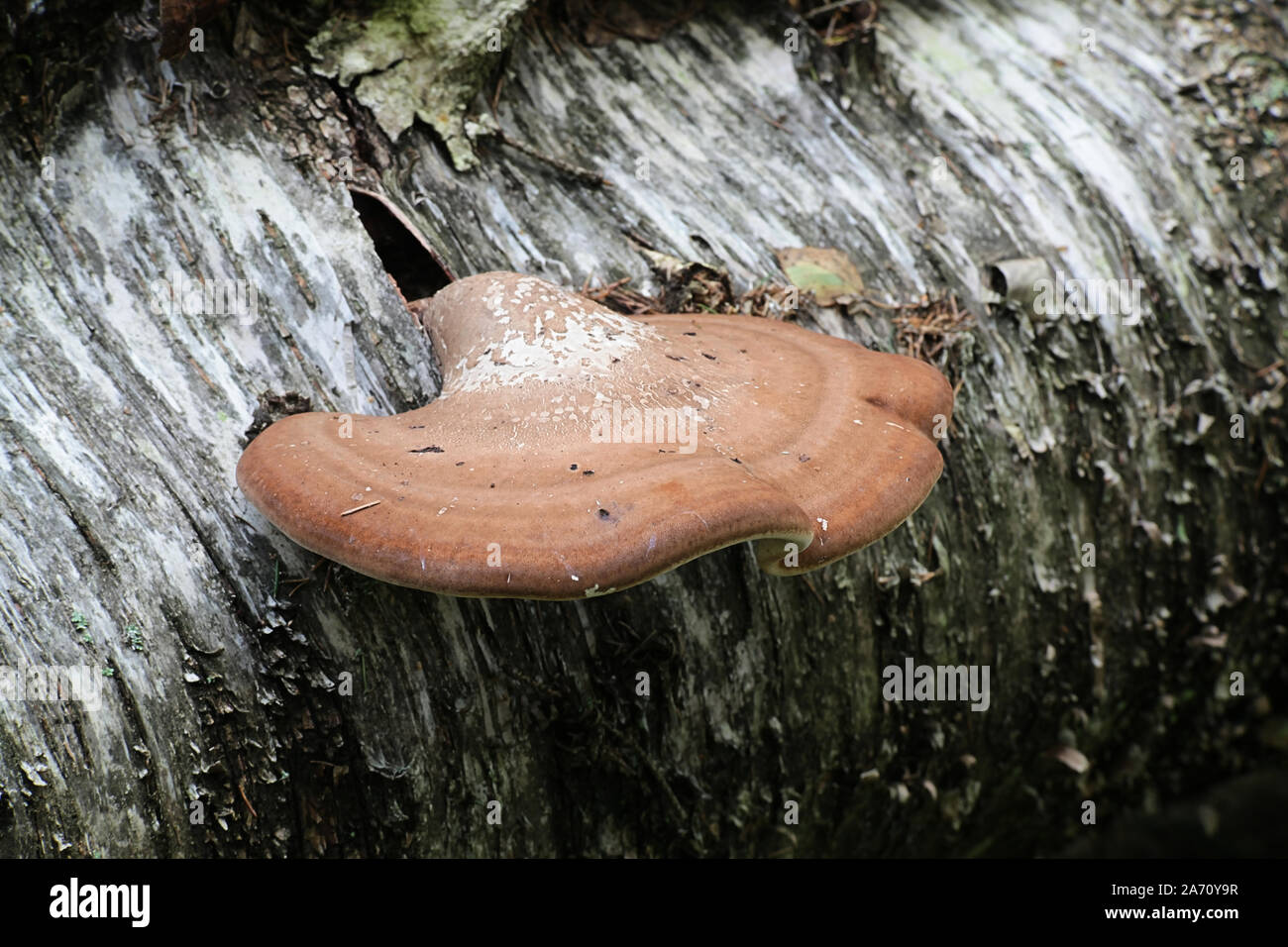 Fomitopsis betulina, bekannt als der Birch polypore, birke Halter oder Rasiermesser Strop, einer Halterung Pilz aus Finnland Stockfoto