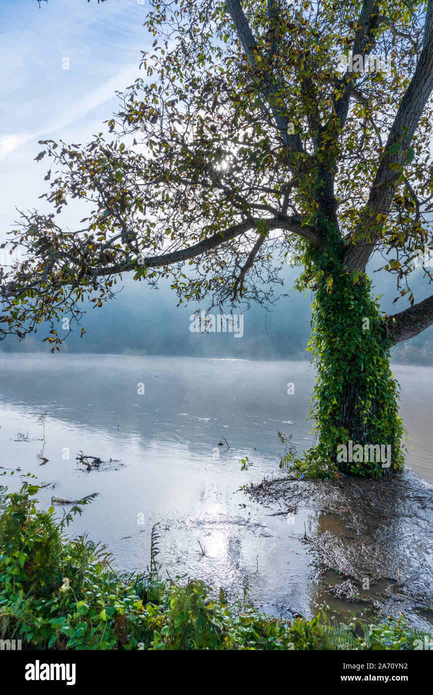 Dunst steigt über den Fluss Wye in der Flut von der B4234 auf der Gloucestershire/Herefordshire Grenze am 28.10.2019 in der Nähe von Lower Longhope, Gloucestershire. Stockfoto