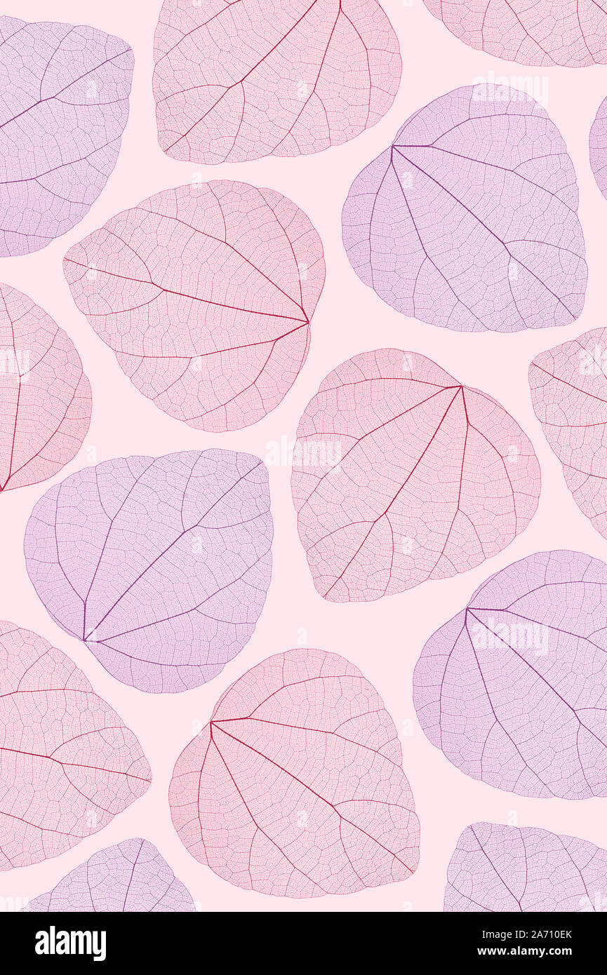 Rosa, Violett transparent Blätter Hintergrund Stockfoto