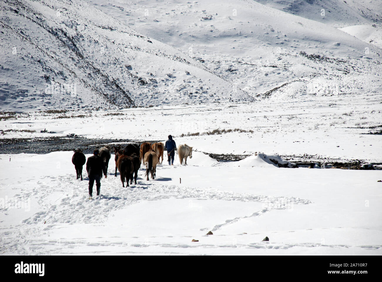 Pack Pferde in den Bergen des westlichen Sichuan in China. Stockfoto