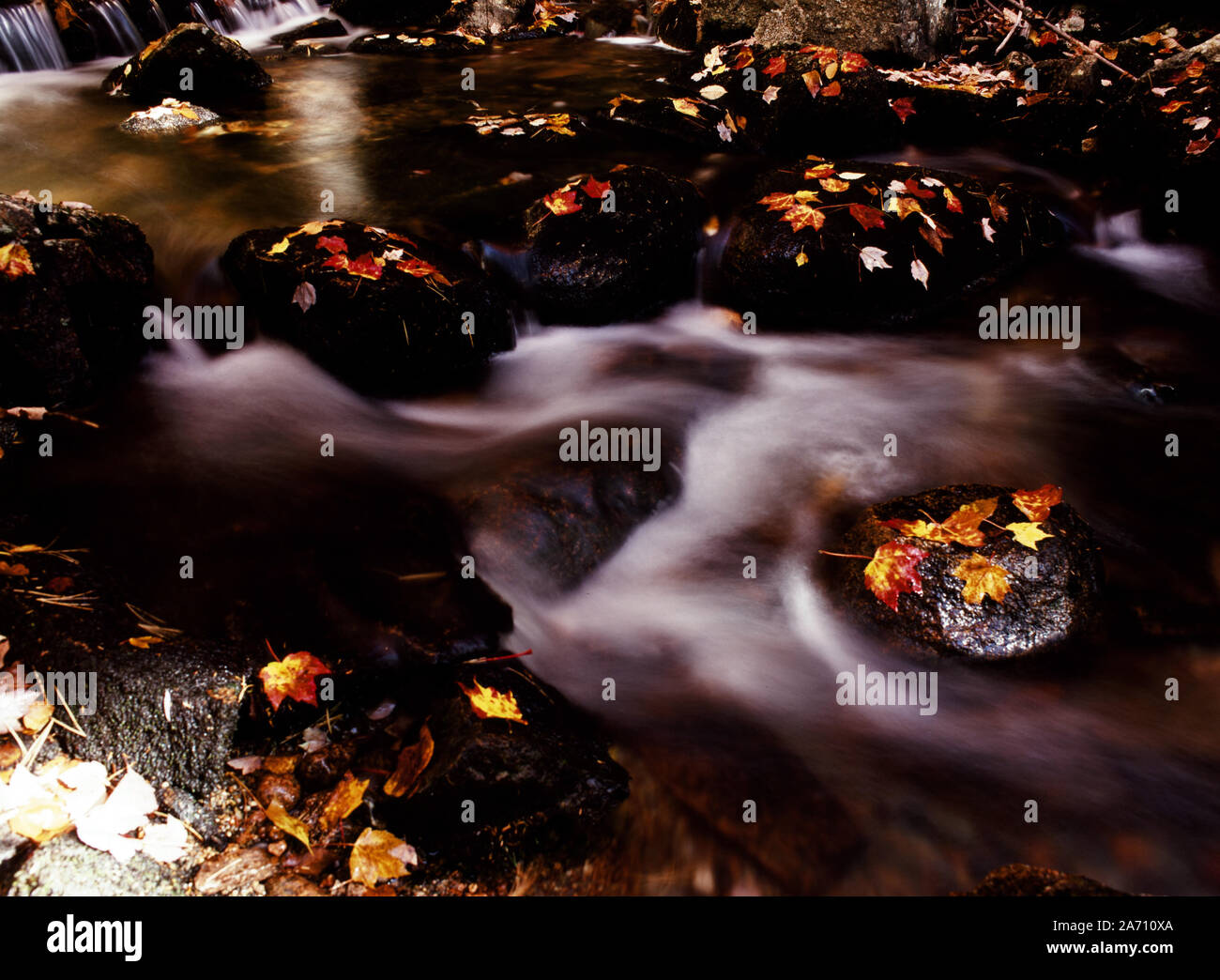 Acadia National Park im Herbst - Jordanien Bach Stockfoto