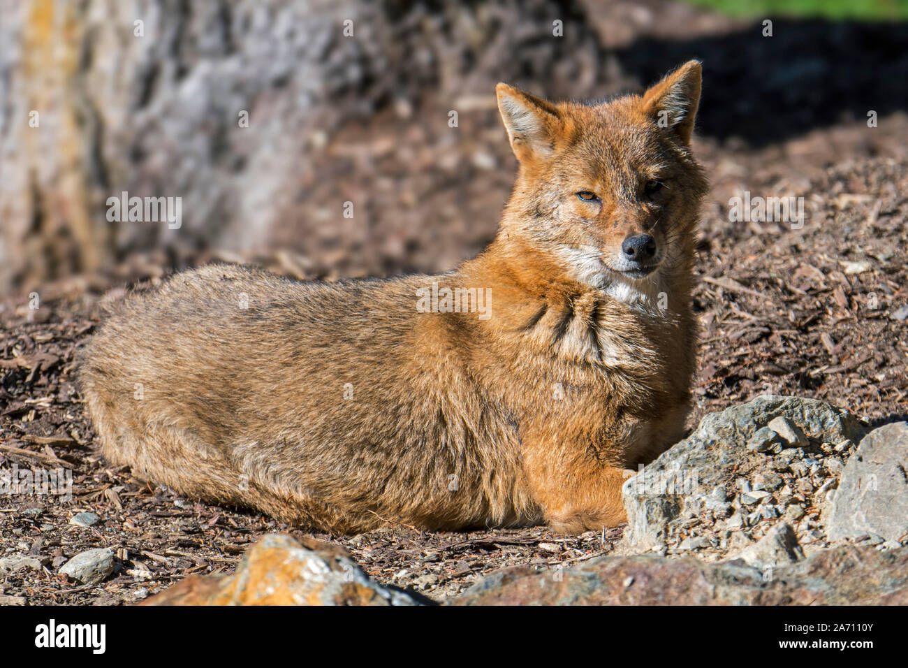 Golden Schakal (Canis aureus) canid native nach Südosteuropa und Asien Stockfoto