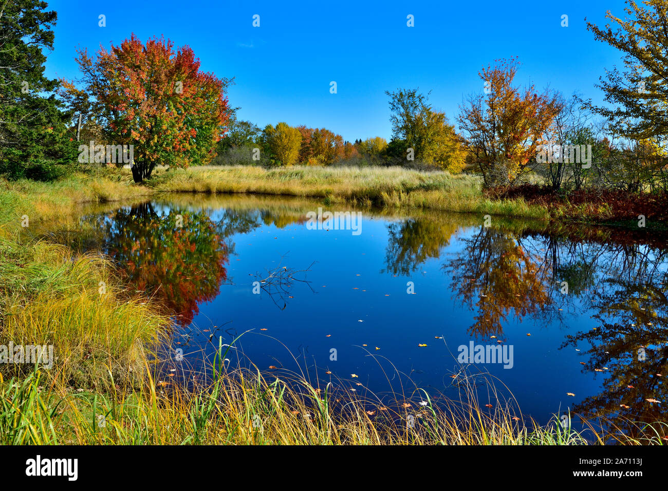 Eine horizontale Landschaft Bild eines Ahorn Baum und seine Blätter die Farben des Herbstes spiegeln in einem blauen Teich Wasser im ländlichen New Brunswic Stockfoto