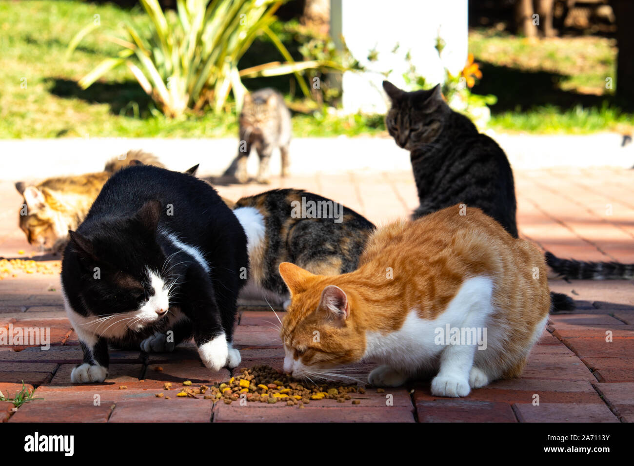 Wilde Katzen in Cat Sanat Parki, cat Park in Istanbul, Türkei. Mehrere Katzen essen und kämpft über Lebensmittel Stockfoto