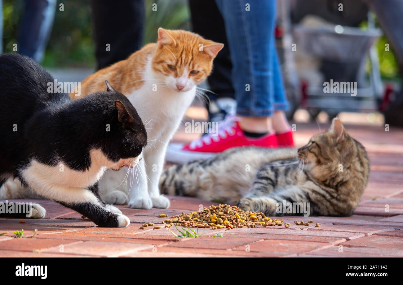 Wilde Katzen in Cat Sanat Parki, cat Park in Istanbul, Türkei. Mehrere Katzen essen und kämpft über Lebensmittel Stockfoto